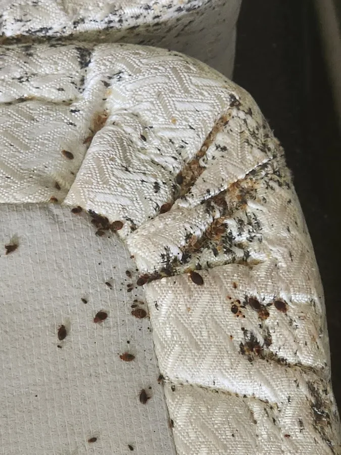 Texas Bed Bug Heat Treatment in Conroe, TX — business photo 4