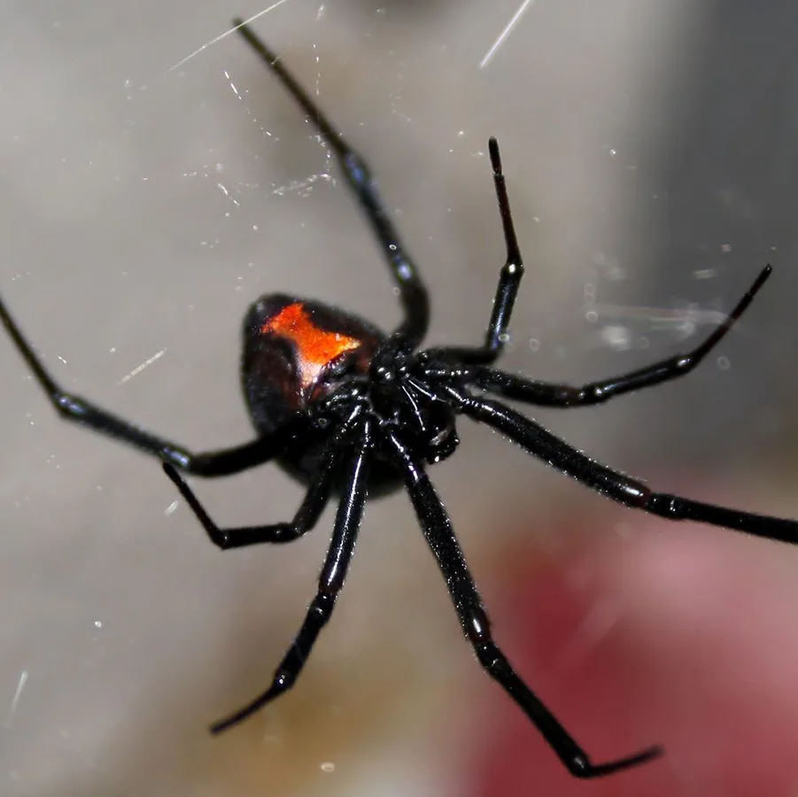 Patriot Pest Solutions — pest control in Wolfe City, HUNT County, TX