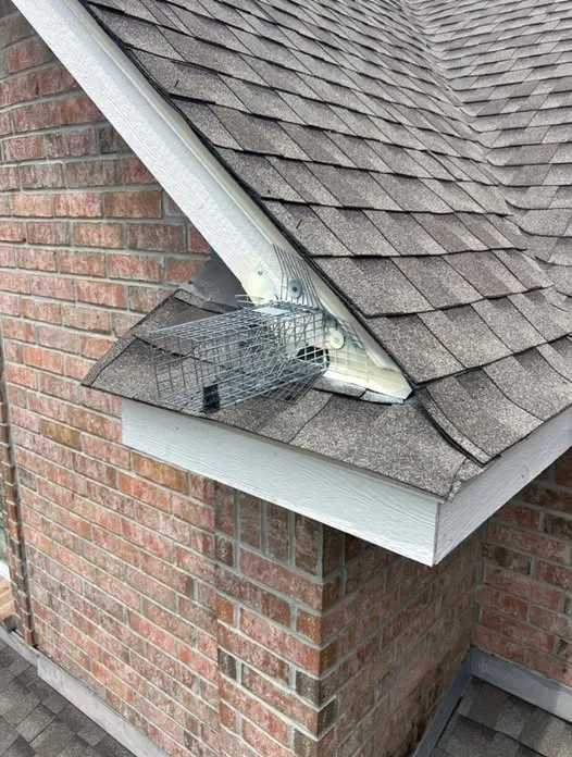 Homeland Wildlife & Pest Control in San Antonio, TX — business photo 5