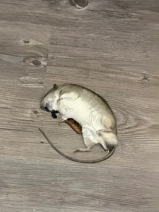 Purge Pest Solution in Houston, TX — business photo 3