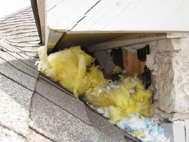 Austin's Wildlife Removal Services in Round Rock, TX — business photo 3