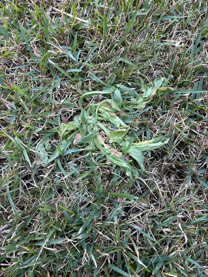 American Turf & Pest Titans, Inc. in Montgomery, TX — business photo 6