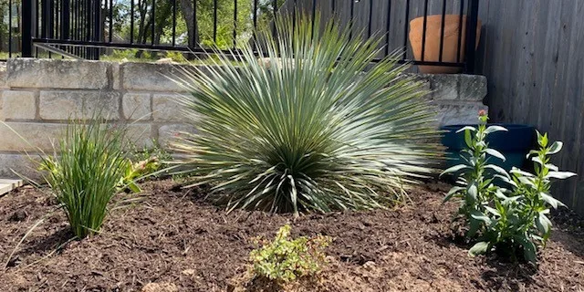 Capital Lawn & Pest LLC in Leander, TX — business photo 3