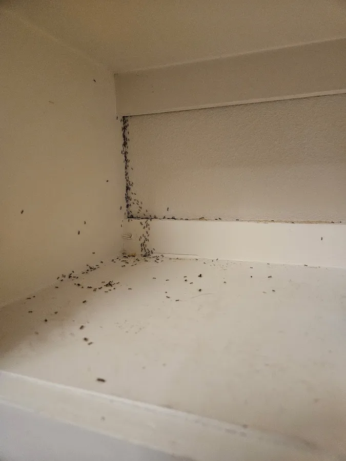 BRD Pest Solutions in Spring, TX — business photo 6