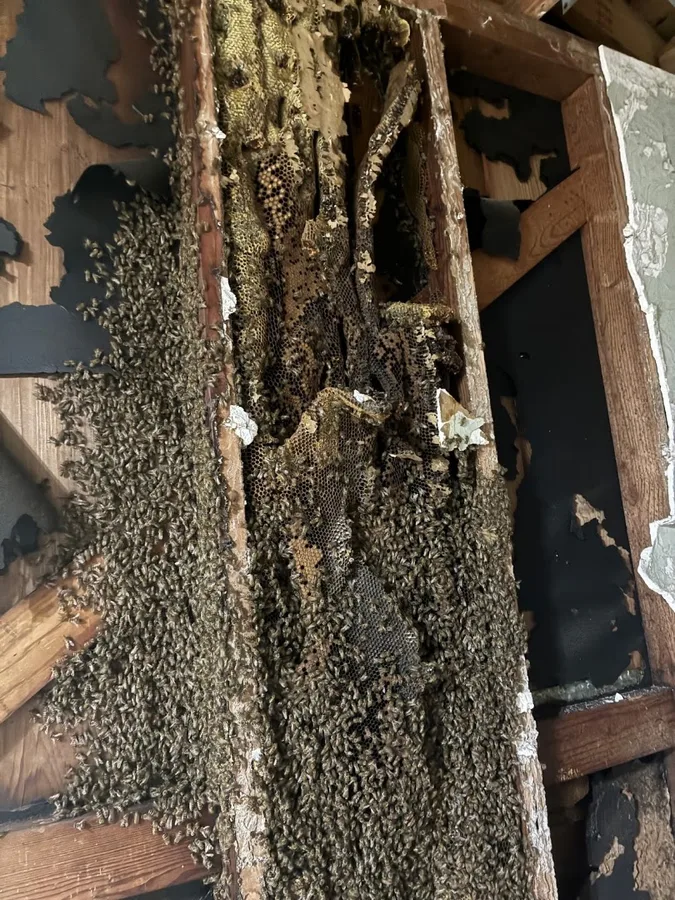 Tombstone Pest Control LLC — pest control in Baird, EASTLAND County, TX