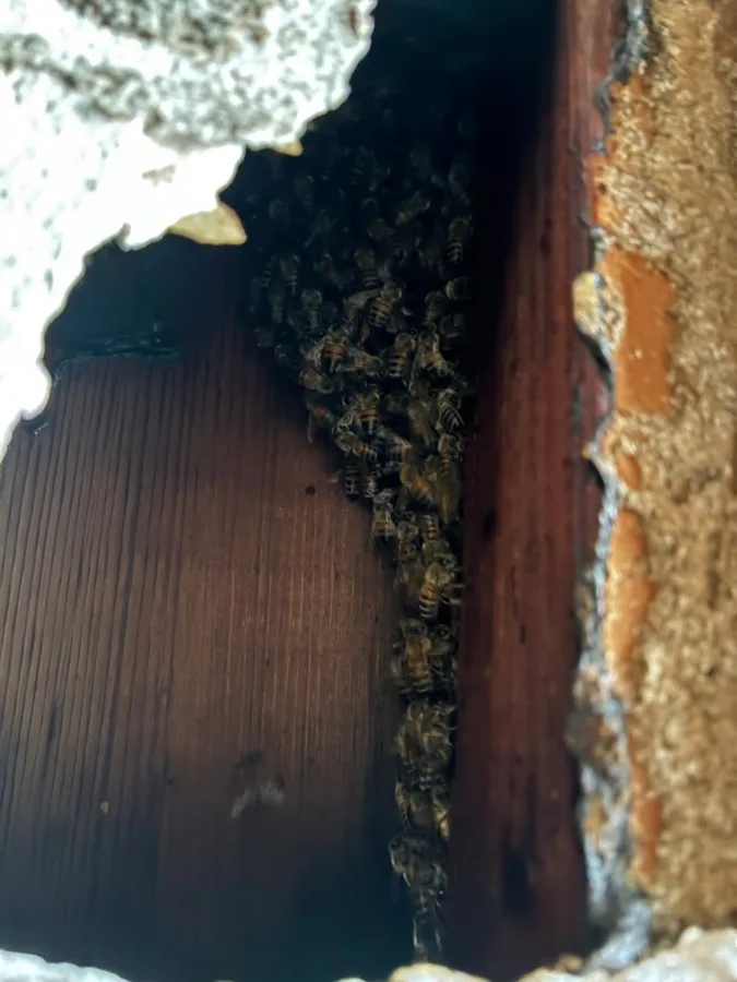 Tombstone Pest Control LLC in Baird, TX — business photo 5