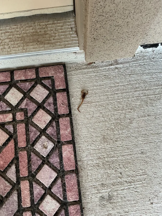 TruGuard Pest Control in San Antonio, TX — business photo 4