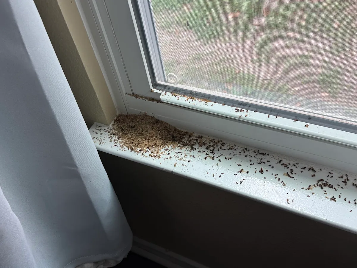 Gabriel & Sons Pest Control — pest control in San Antonio, BEXAR County, TX
