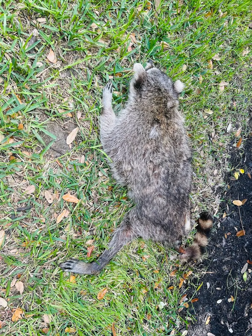 Pest Master Katy | Pest Control in Richmond, TX — business photo 2