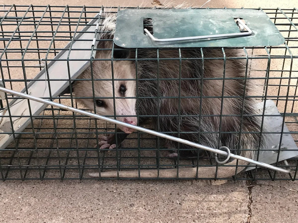 Yellow City Pest Control in Amarillo, TX — business photo 4