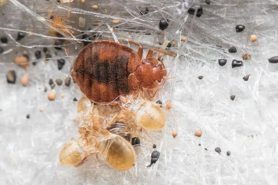 Yellow City Pest Control in Amarillo, TX — business photo 6
