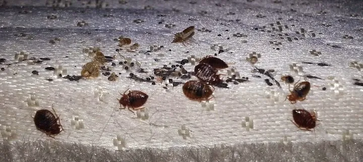 Ameri-Tech Termite & Pest Control, Inc. in Fort Worth, TX — business photo 4