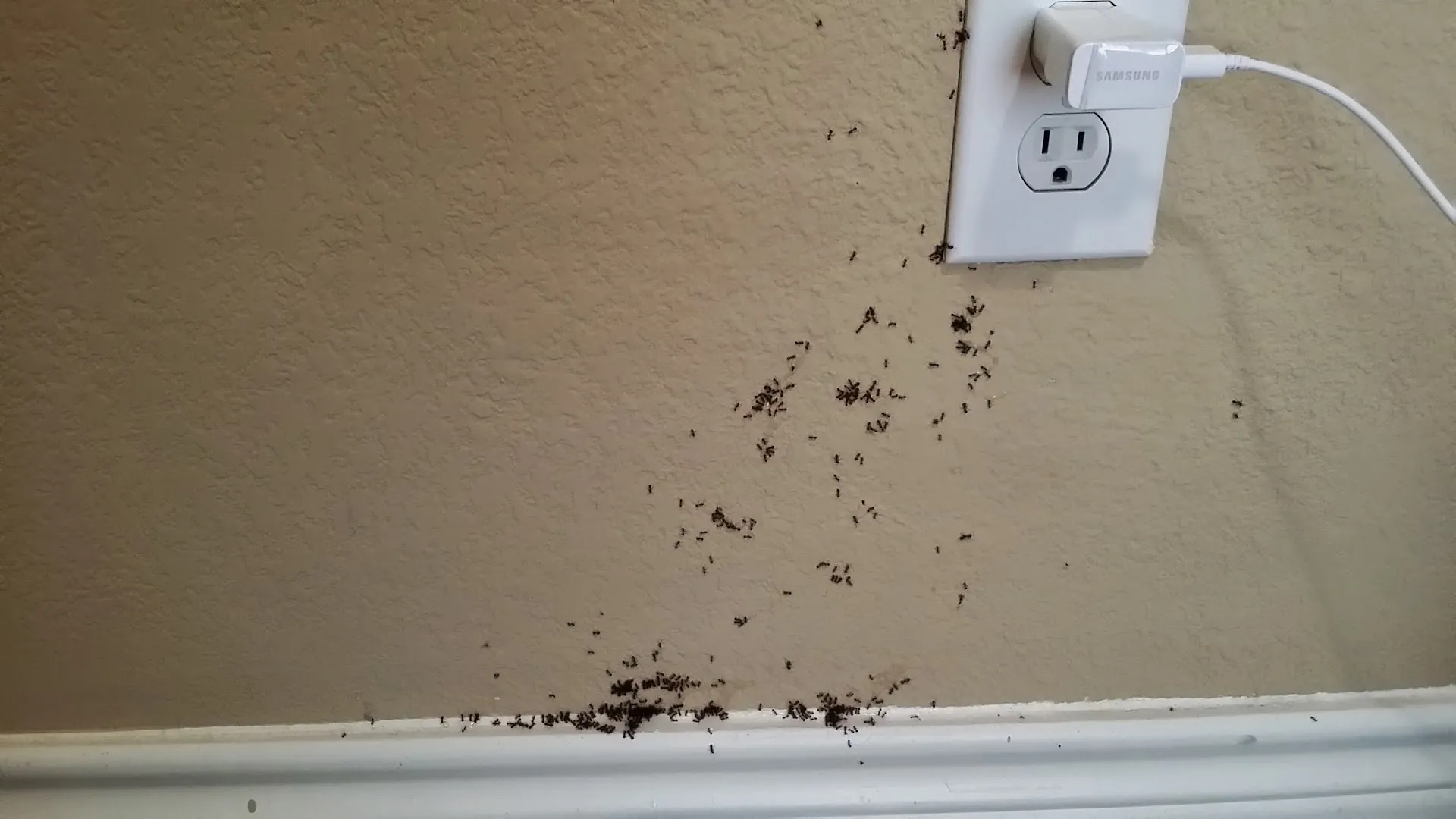 Ameri-Tech Termite & Pest Control, Inc. in Fort Worth, TX — business photo 6