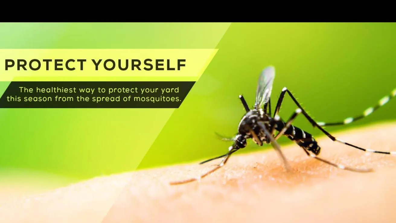 Barefoot Mosquito & Pest Control - Dallas TX — pest control in Dallas, DALLAS County, TX