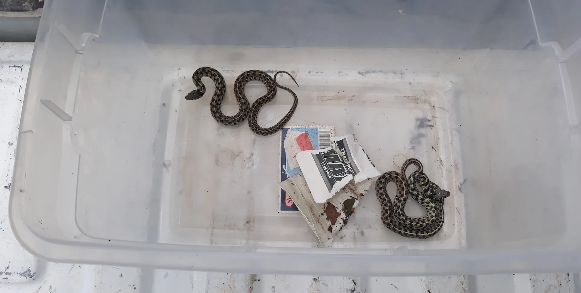 Animal Control Experts in Austin, TX — business photo 5