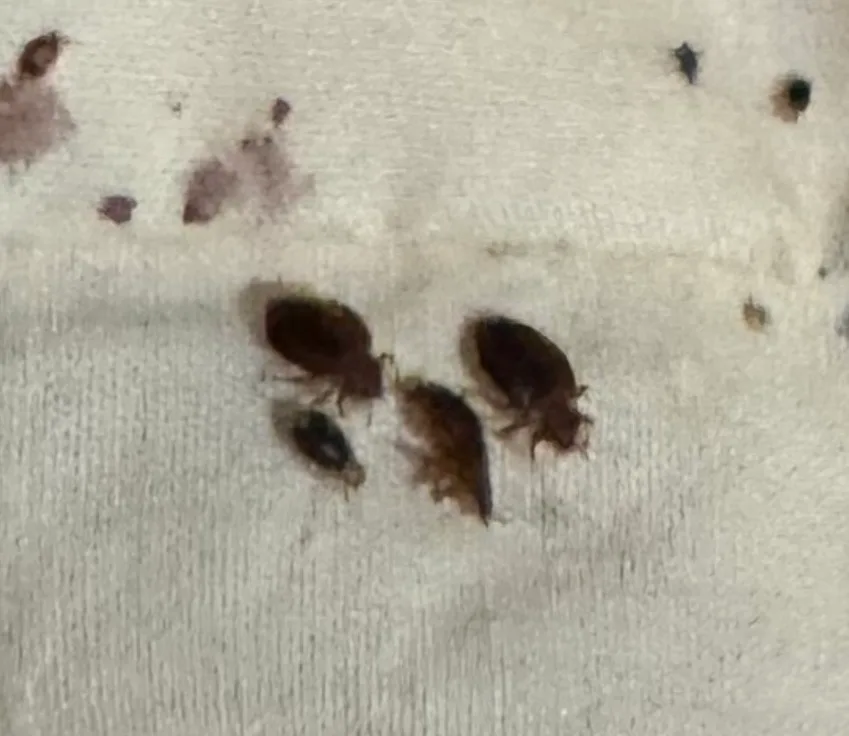 AM Pest Management & Lawn Services — pest control in Odessa, ECTOR County, TX