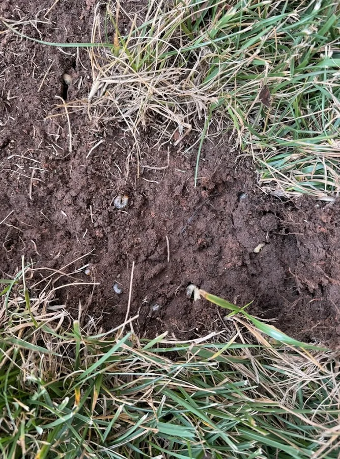 AM Pest Management & Lawn Services in Odessa, TX — business photo 5