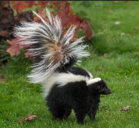 Dotson Pest Control in Abilene, TX — business photo 3