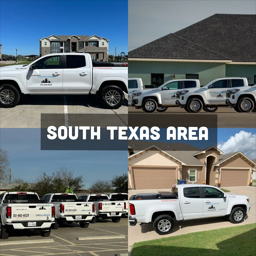 Scope Pest Control in Corpus Christi, TX — business photo 4