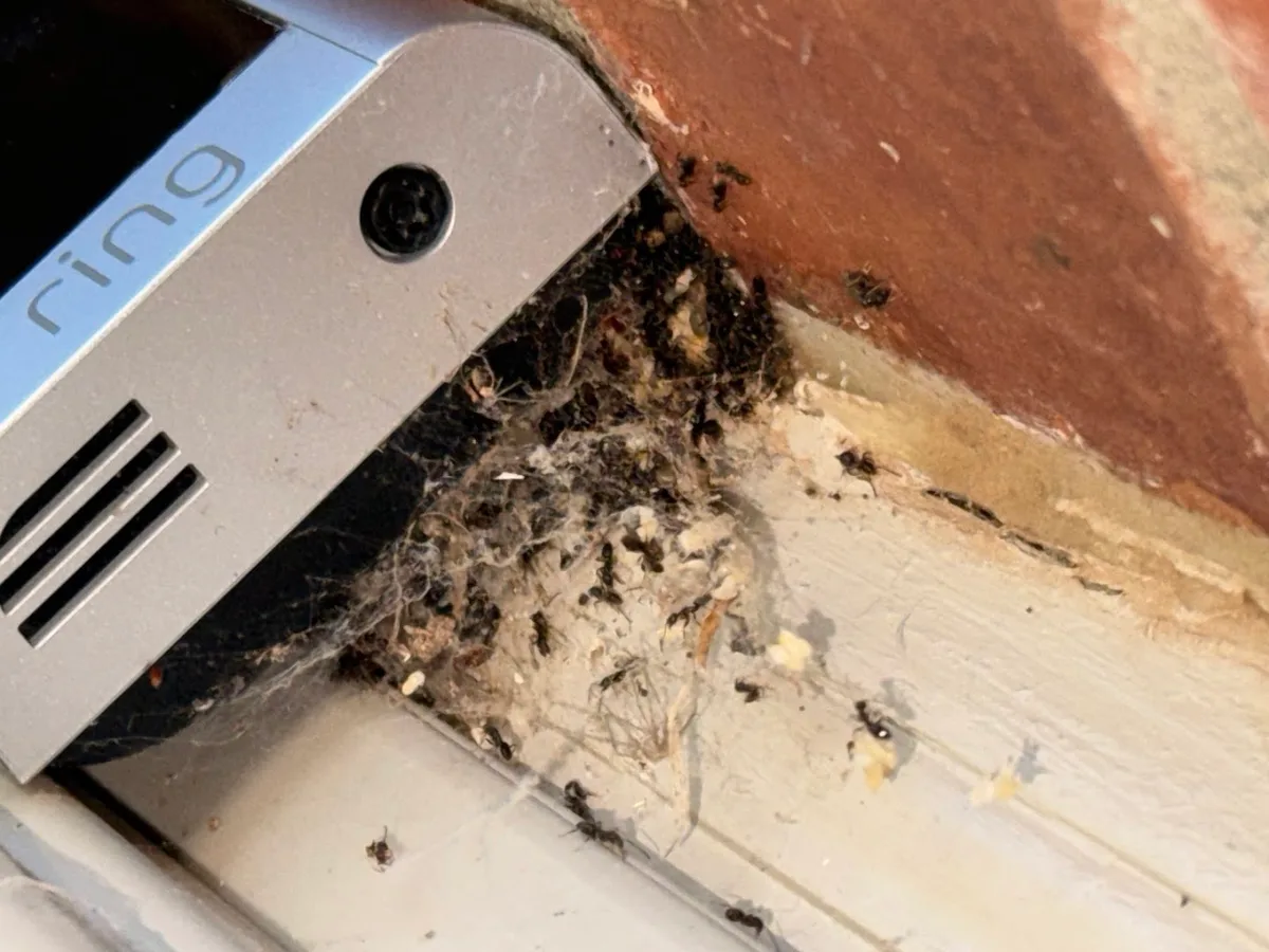 EnviroGuard Pest Control in Amarillo, TX — business photo 5