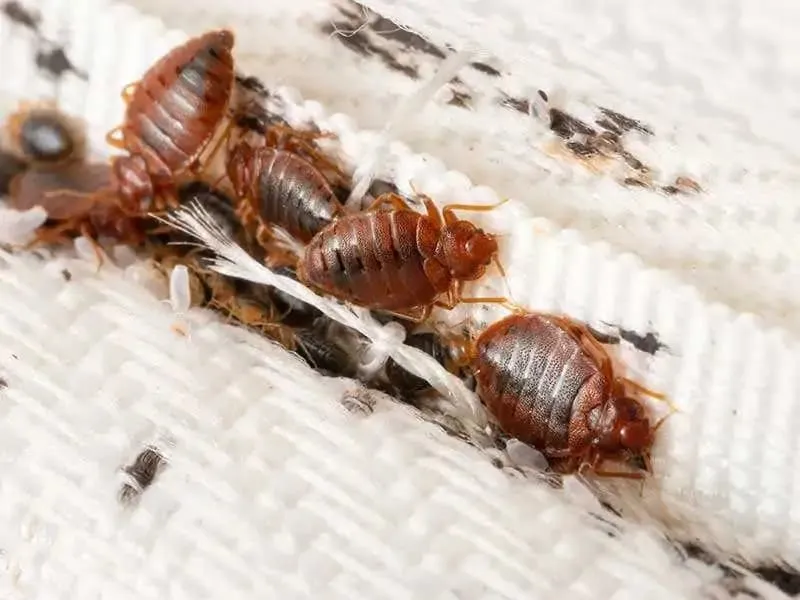 Extermify Pest Solutions — pest control in Richmond, FORT BEND County, TX