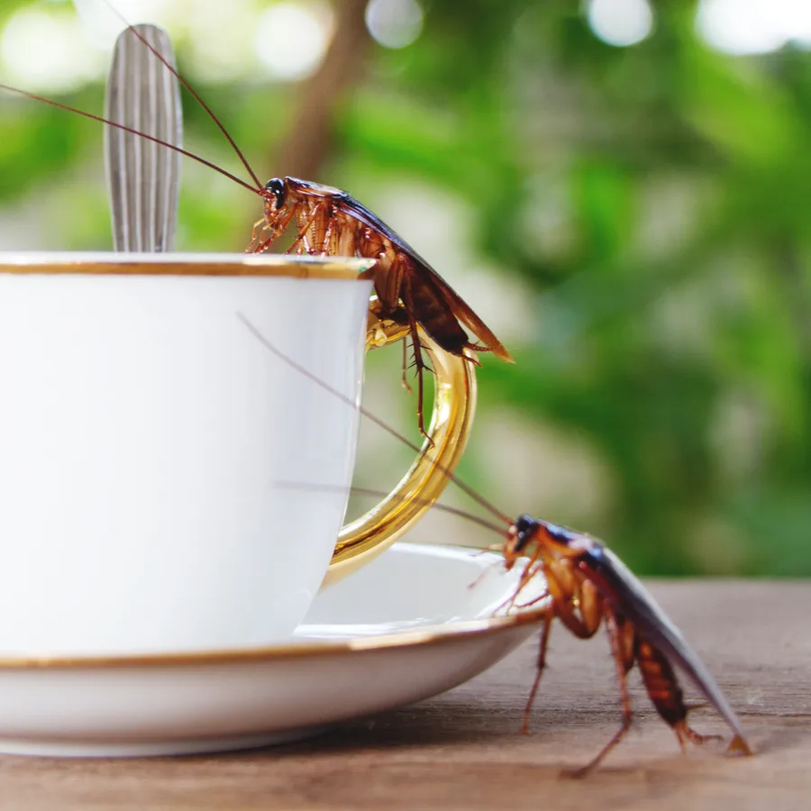 McKinney Pest & Termite Control in McKinney, TX — business photo 2