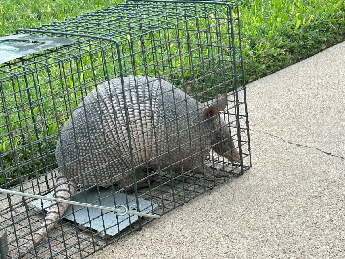 Pure Grit Pest Control — pest control in Fort Worth, TARRANT County, TX