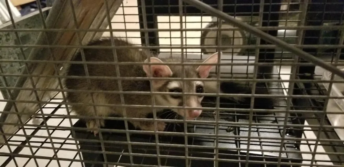 Lone Star Rodent Removal & Exclusions in Liberty Hill, TX — business photo 2