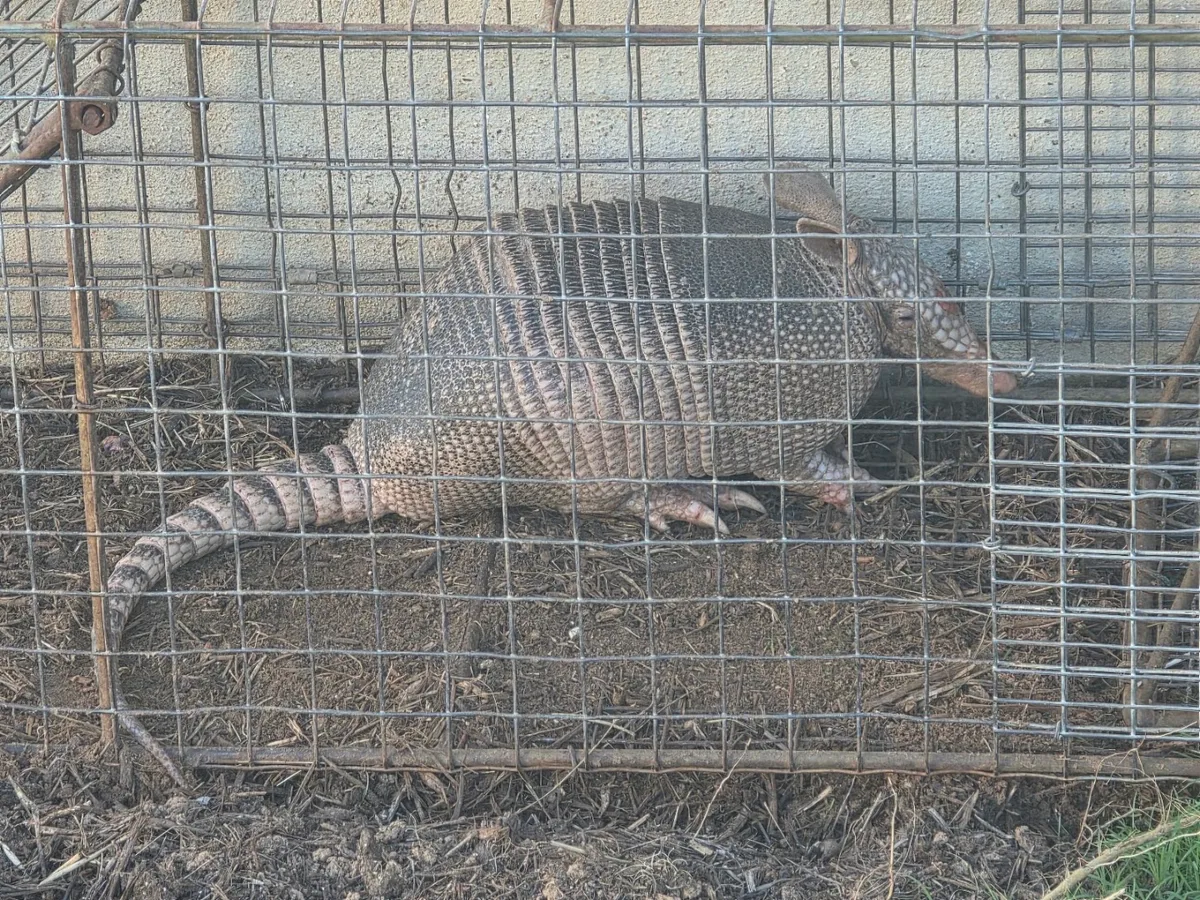 Lone Star Rodent Removal & Exclusions in Liberty Hill, TX — business photo 3