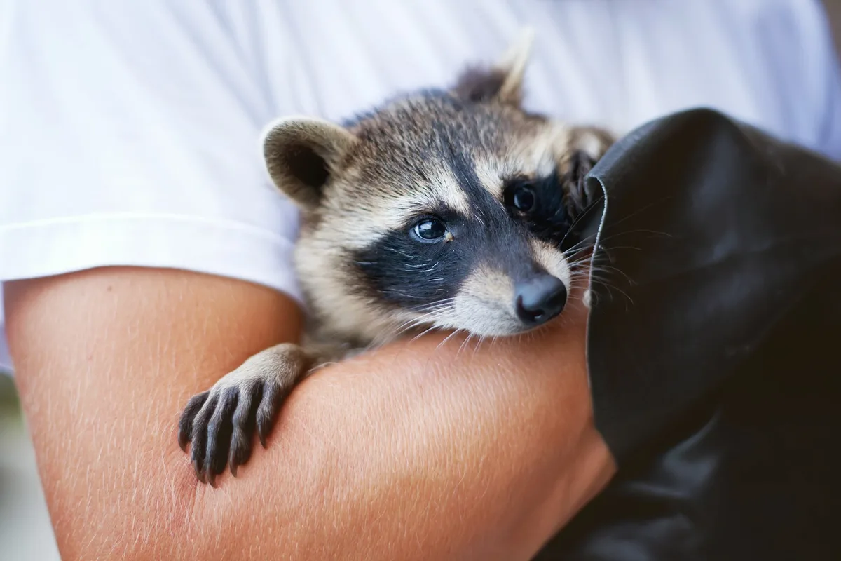 Lone Star Rodent Removal & Exclusions in Liberty Hill, TX — business photo 4