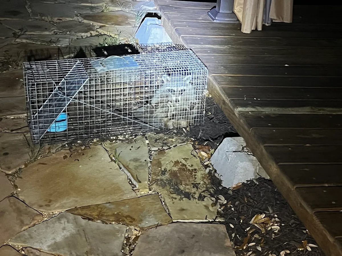 Lone Star Rodent Removal & Exclusions in Liberty Hill, TX — business photo 5
