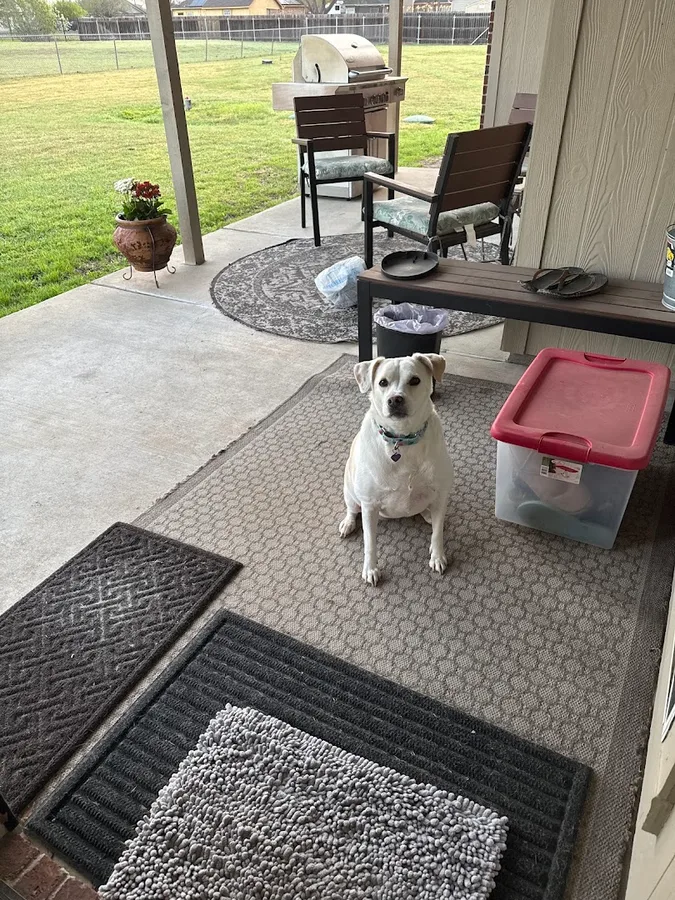 Essential Pest Control — pest control in Georgetown, WILLIAMSON County, TX