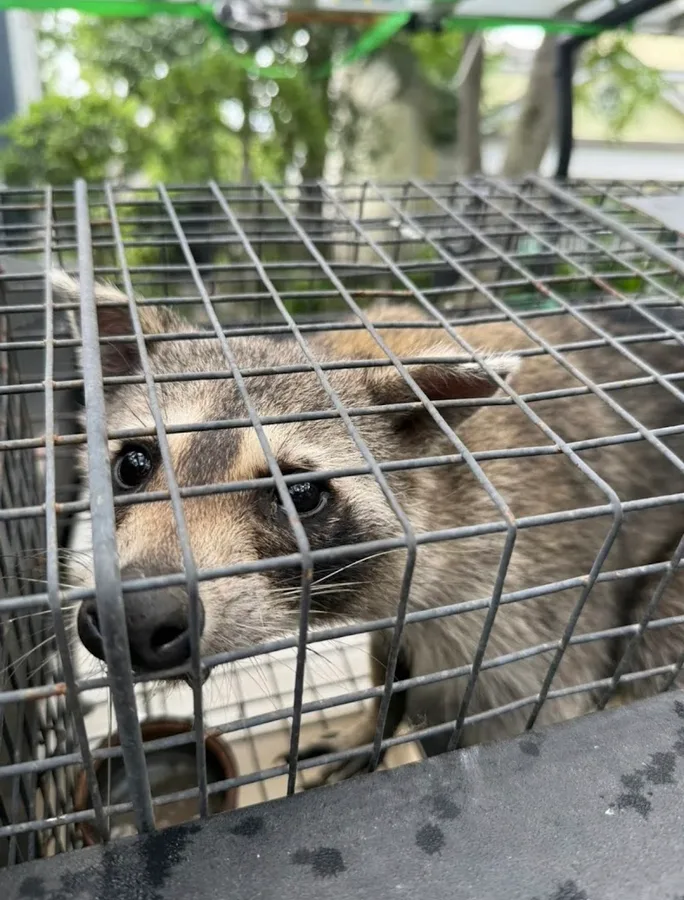 Wild Wing Pest Control — pest control in Willis, MONTGOMERY County, TX
