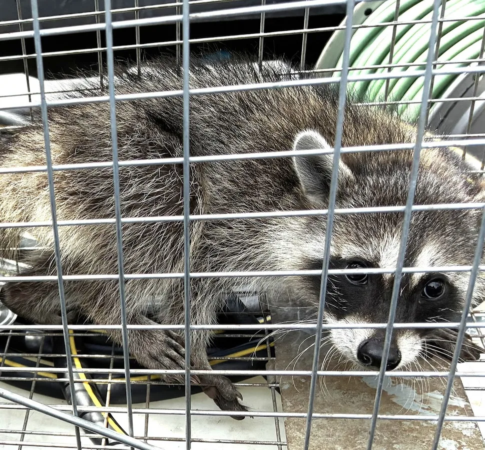Bluebonnet Pest Solutions in San Antonio, TX — business photo 2