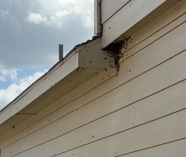 Bluebonnet Pest Solutions in San Antonio, TX — business photo 3