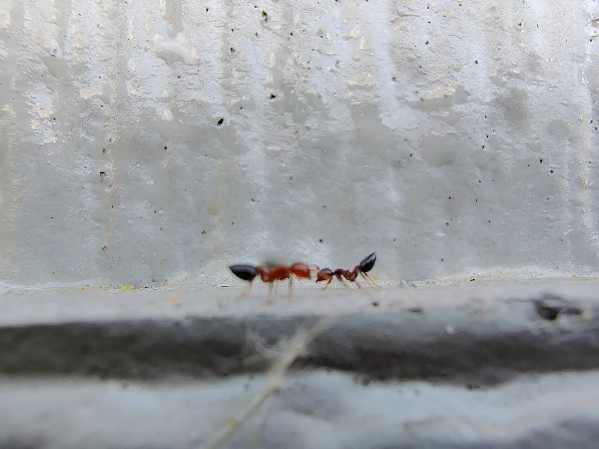 Cowboy Pest Eliminators — pest control in Lexington, LEE County, TX