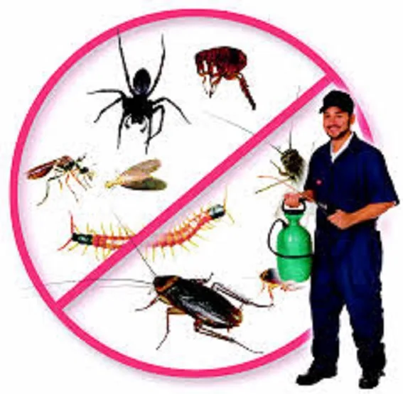 Pest Control Houston King in Houston, TX — business photo 5