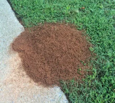 Rogue Pest Solutions - DFW in Fort Worth, TX — business photo 3