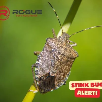 Rogue Pest Solutions - DFW in Fort Worth, TX — business photo 6