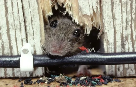Conroe Pest & Termite Exterminators in Conroe, TX — business photo 2