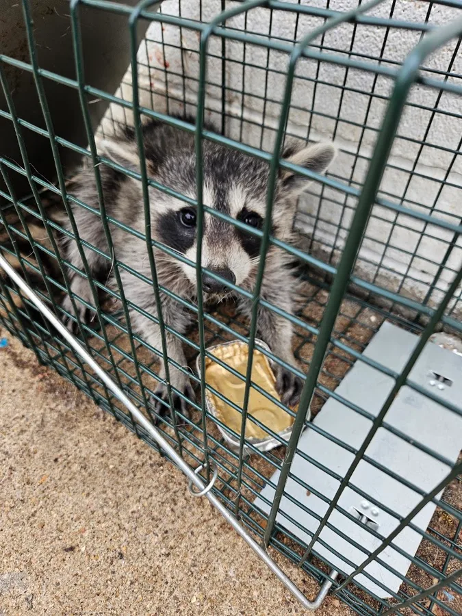 Hitman Exterminators in Mt Pleasant, TX — business photo 5