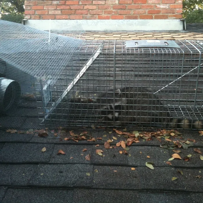 Safe Pro Pest Control in Southlake, TX — business photo 6