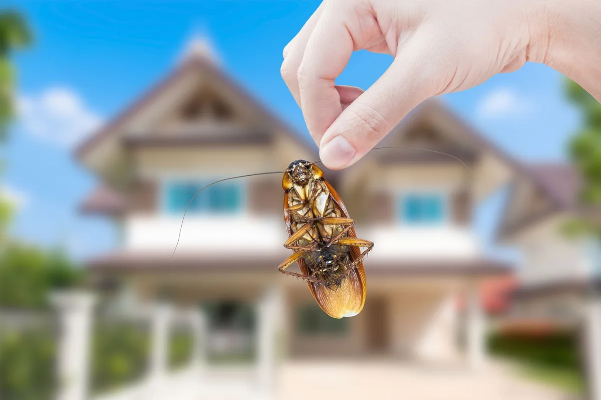 Pest Lab — pest control in Edinburg, HIDALGO County, TX
