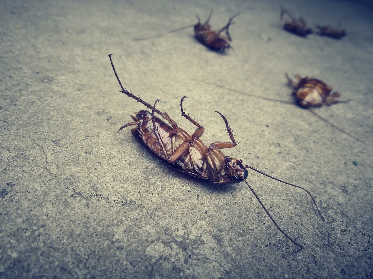 Pest Lab in Edinburg, TX — business photo 3