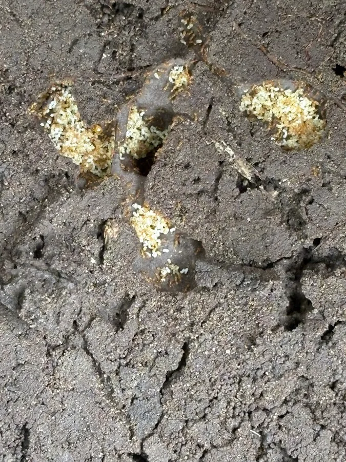 Best4Pest Termite & Pest Control — pest control in North Richland Hills, TARRANT County, TX