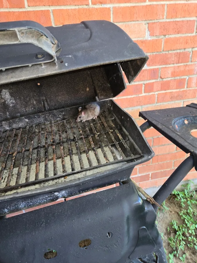 Home town RG pest control in Brownsville, TX — business photo 3