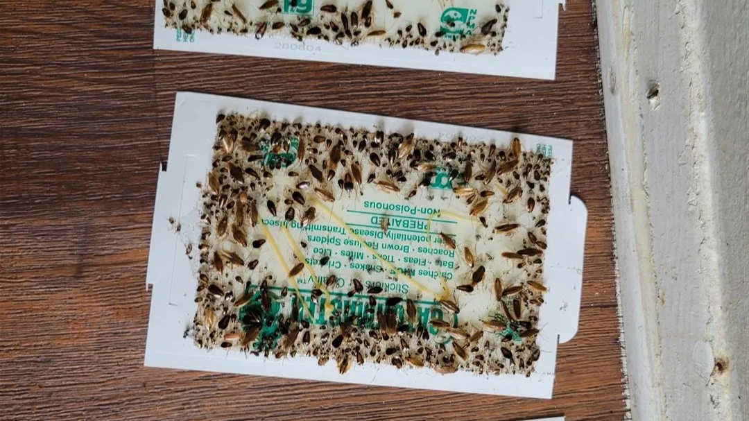 Tex Pro Pest Control LLC in Fort Worth, TX — business photo 6
