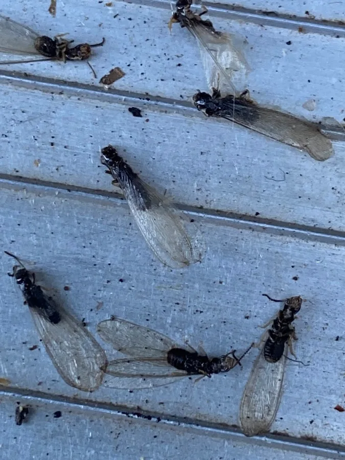 Bombero Pest Control in Richmond, TX — business photo 2