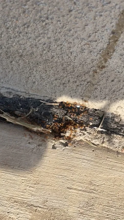 Armadillo Mosquito & Pest Control in San Antonio, TX — business photo 4
