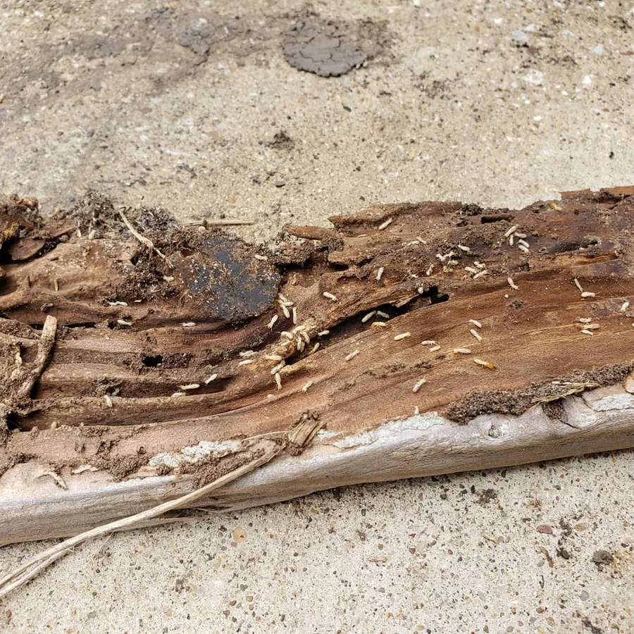 Superior Pest Management LLC — pest control in Mesquite, DALLAS County, TX